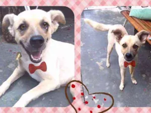 Cachorro raça SRD idade 4 anos nome Fox