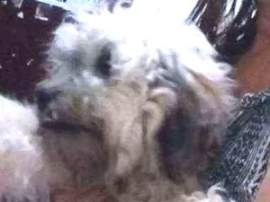 Cachorro raça Poodle idade 3 anos nome Tobi