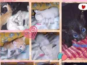 Gato raça SRD idade Abaixo de 2 meses nome Bebês Gatinhos