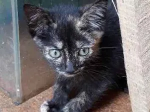 Gato raça Desconhecida idade Abaixo de 2 meses nome Tac