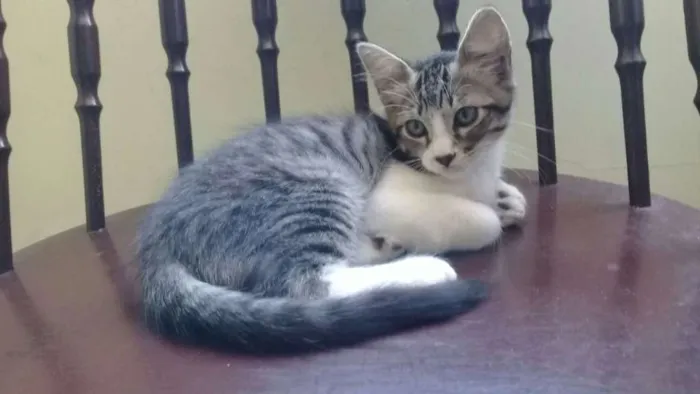 Gato ra a SRD idade 2 a 6 meses nome Ney