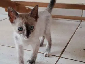 Gato raça Desconhecida idade Abaixo de 2 meses nome Tic e tac