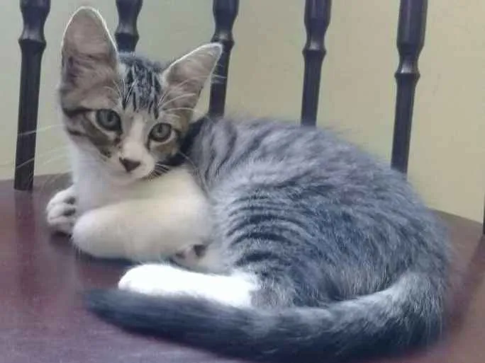 Gato ra a SRD idade 2 a 6 meses nome Ney