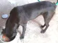 Milli