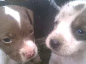 Cachorro raça pitt bull mestiço idade 2 a 6 meses nome filhotes terríveis 