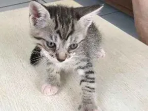 Gato raça comum idade Abaixo de 2 meses nome fofura