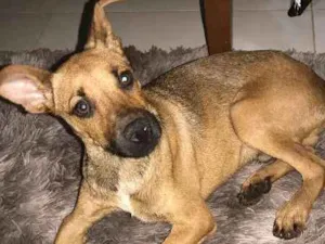 Cachorro raça srd idade 1 ano nome Barth