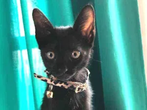Gato raça comum idade 2 a 6 meses nome mel