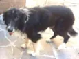 Jonas
