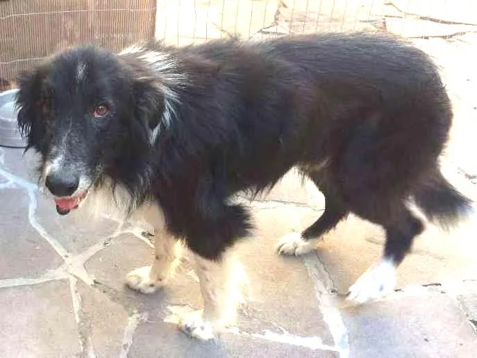Cachorro ra a border collie idade 6 ou mais anos nome Jonas