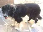 Cachorro raça border collie idade 6 ou mais anos nome Jonas