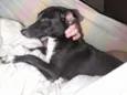 Pretinha