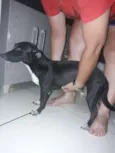 Pretinha
