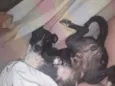 Pretinha