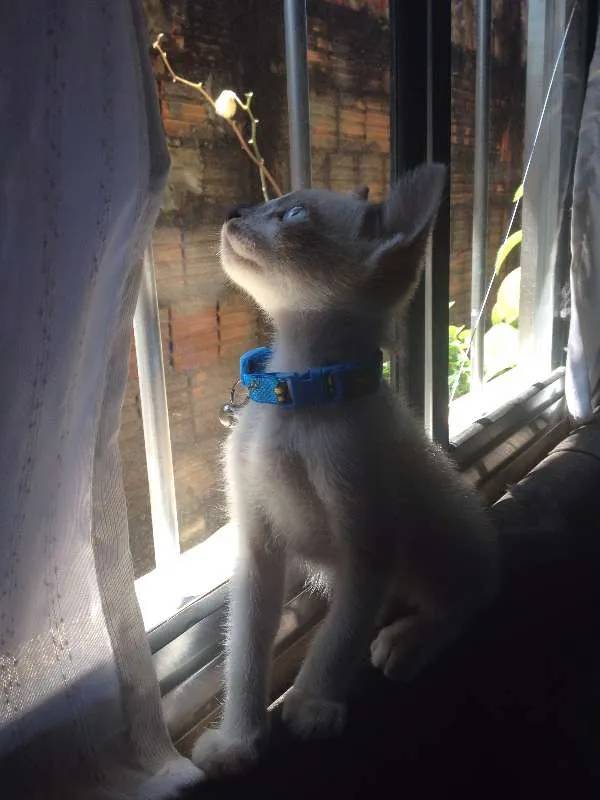 Gato ra a não sei idade 2 a 6 meses nome Thor