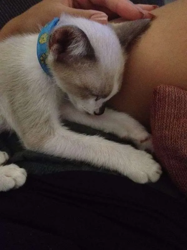 Gato ra a não sei idade 2 a 6 meses nome Thor