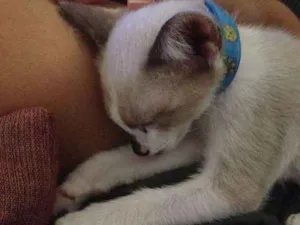 Gato raça não sei idade 2 a 6 meses nome Thor