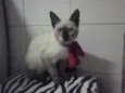 Não tem ainda