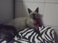 Não tem ainda