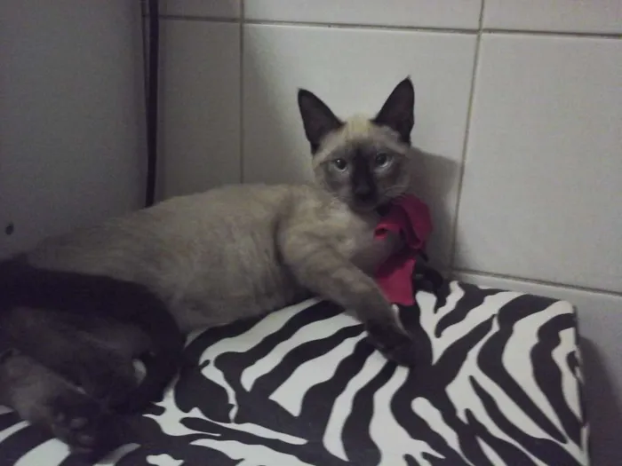 Gato raça Vira lata idade 2 a 6 meses nome Não tem ainda