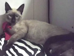 Gato raça Vira lata idade 2 a 6 meses nome Não tem ainda
