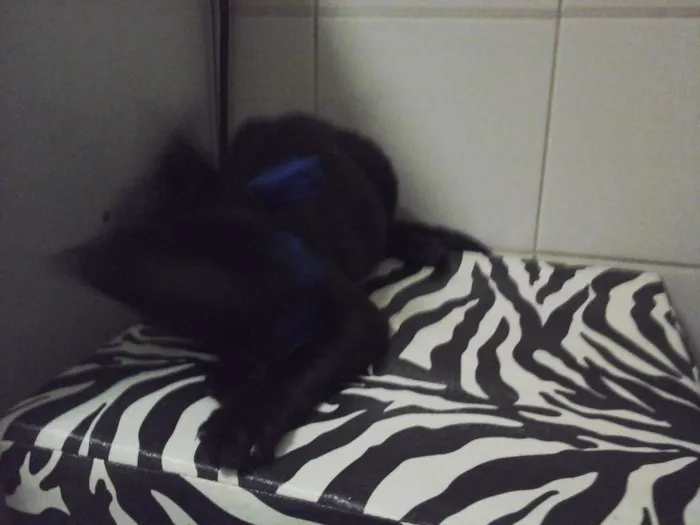 Gato raça Vira lata idade 2 a 6 meses nome Não tem ainda