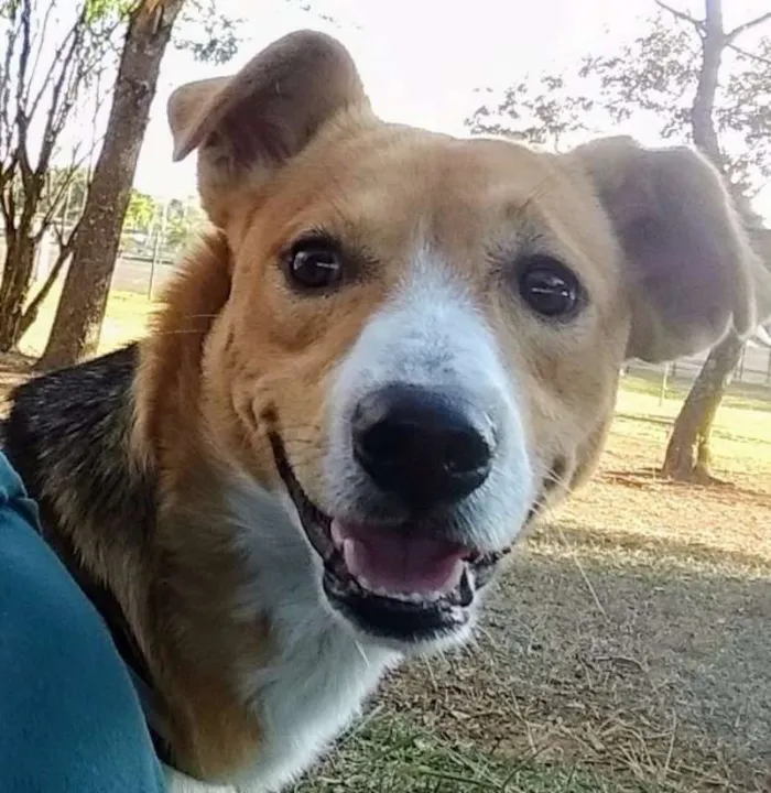 Cachorro raça Vira-lata idade 1 ano nome Sansão