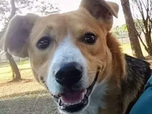 Cachorro raça Vira-lata idade 1 ano nome Sansão