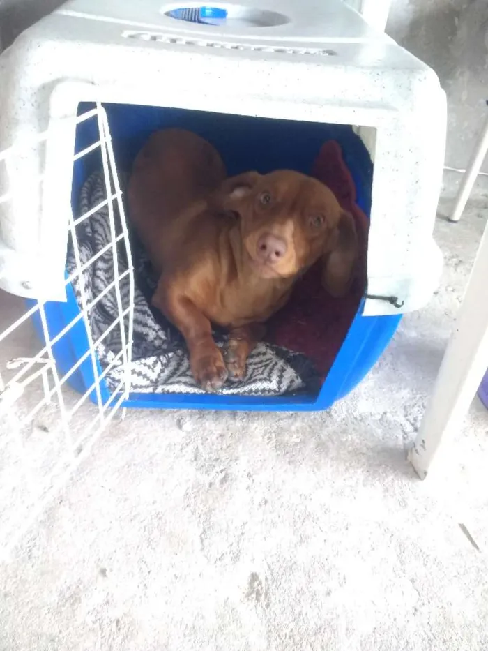 Cachorro ra a Basset idade 1 ano nome Ragu