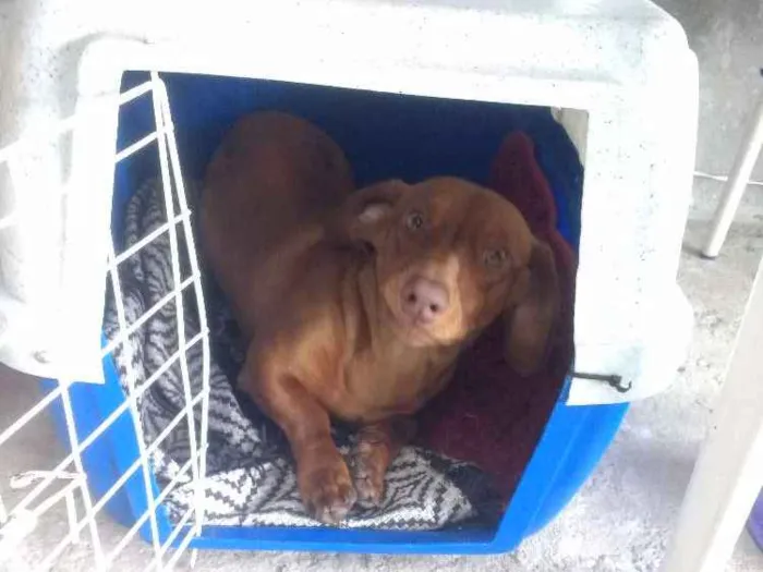 Cachorro ra a Basset idade 1 ano nome Ragu