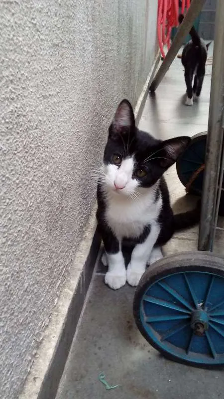 Gato ra a SRD idade 2 a 6 meses nome Frajola