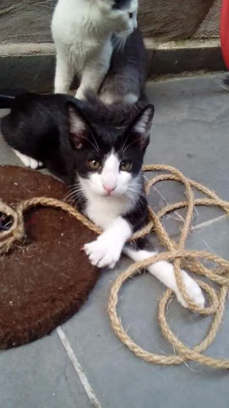 Gato ra a SRD idade 2 a 6 meses nome Frajola