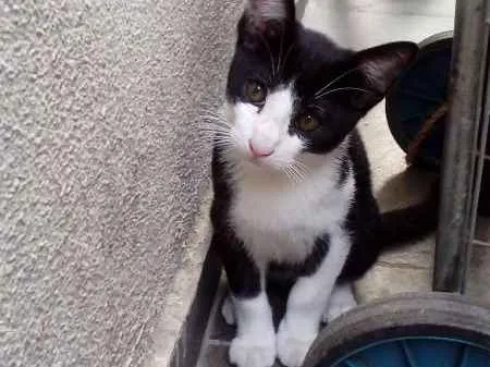 Gato ra a SRD idade 2 a 6 meses nome Frajola