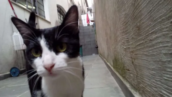 Gato ra a SRD idade 2 anos nome Sebastiana