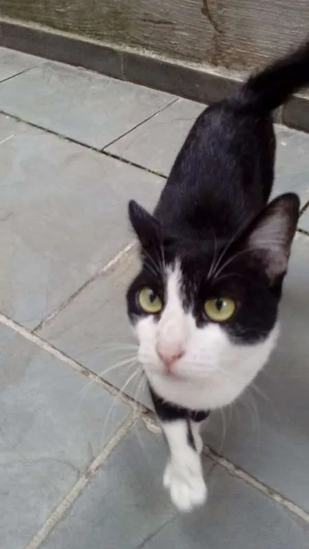 Gato ra a SRD idade 2 anos nome Sebastiana