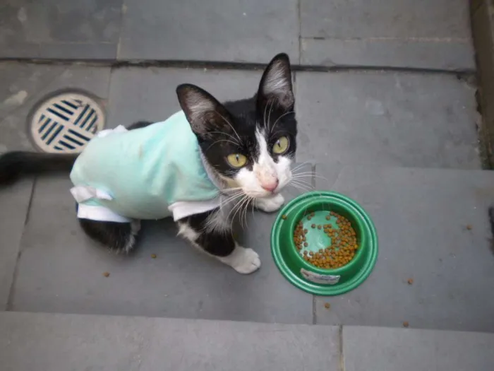 Gato ra a SRD idade 2 anos nome Sebastiana