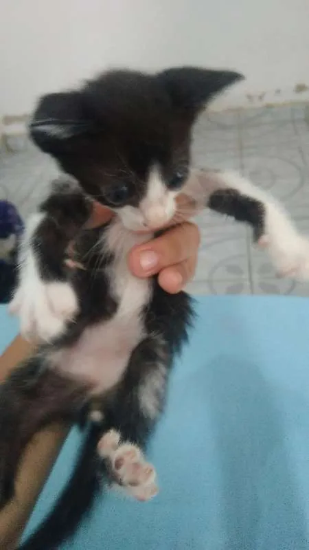 Gato raça  idade Abaixo de 2 meses nome (Nome em aberto)