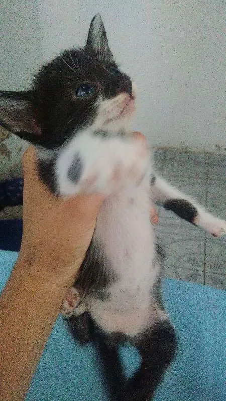 Gato raça  idade Abaixo de 2 meses nome (Nome em aberto)