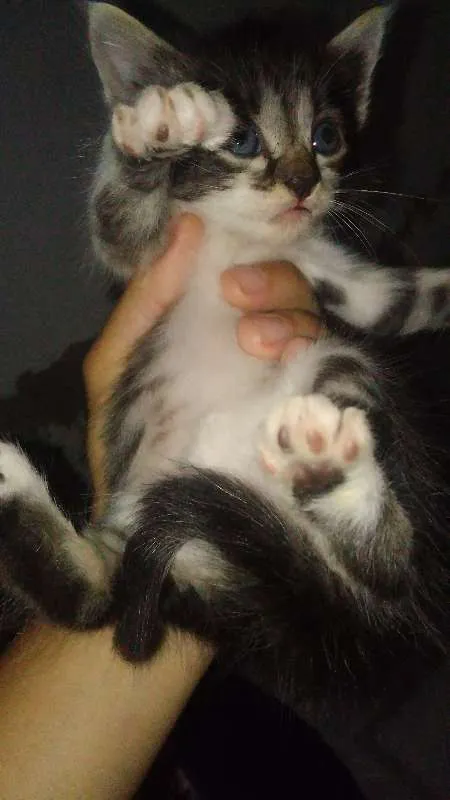Gato raça  idade Abaixo de 2 meses nome (Nome em aberto)