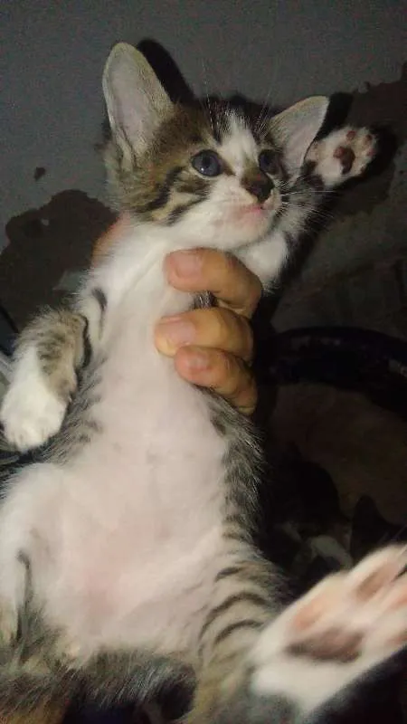 Gato raça  idade Abaixo de 2 meses nome (Nome em aberto)