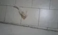 Pequeno