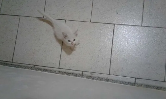 Gato raça Não sei idade Abaixo de 2 meses nome Pequeno