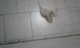 Pequeno
