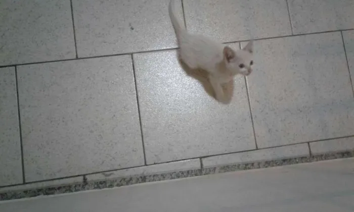 Gato raça Não sei idade Abaixo de 2 meses nome Pequeno