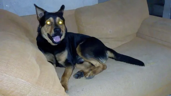 Cachorro raça Pastor alemão com Rotwaller idade 1 ano nome Zeus