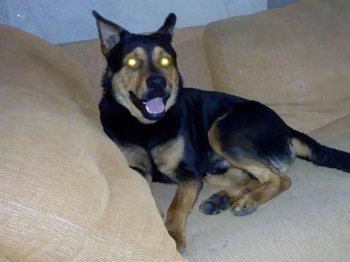 Cachorro raça Pastor alemão com Rotwaller idade 1 ano nome Zeus