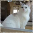 Allegra