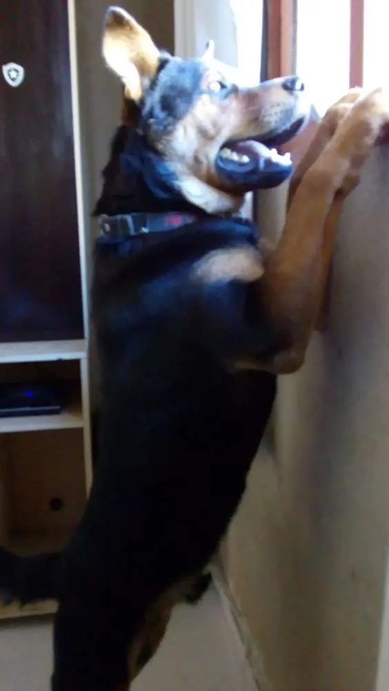 Cachorro raça Pastor alemão com Rotwaller idade 1 ano nome Zeus