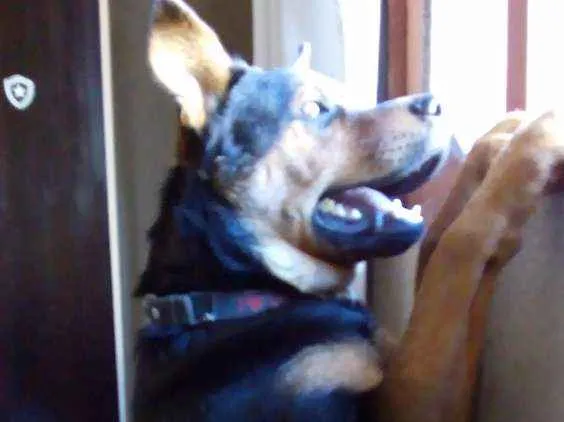 Cachorro raça Pastor alemão com Rotwaller idade 1 ano nome Zeus