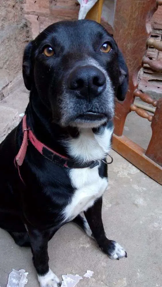 Cachorro raça Vira lata idade 3 anos nome Melkyn